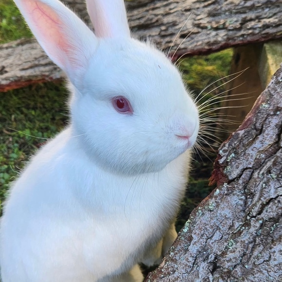 bunnixe